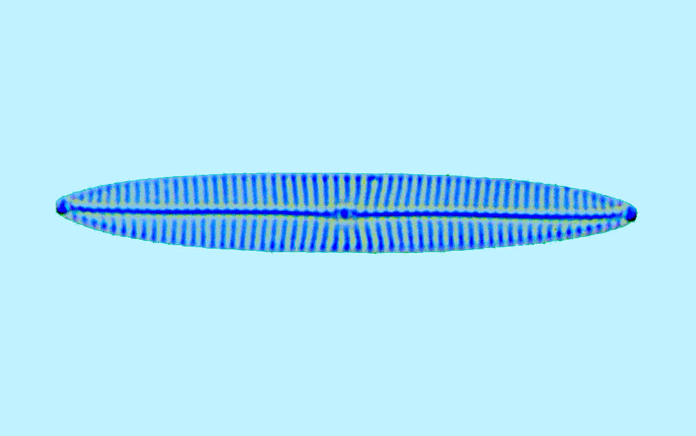 Divers Navicula sp.neuf